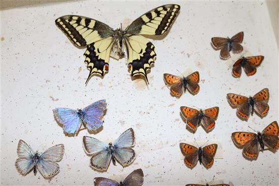 Two double book butterfly specimen cases, 13in.